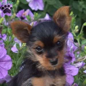 Marigold, Yorkie Puppy