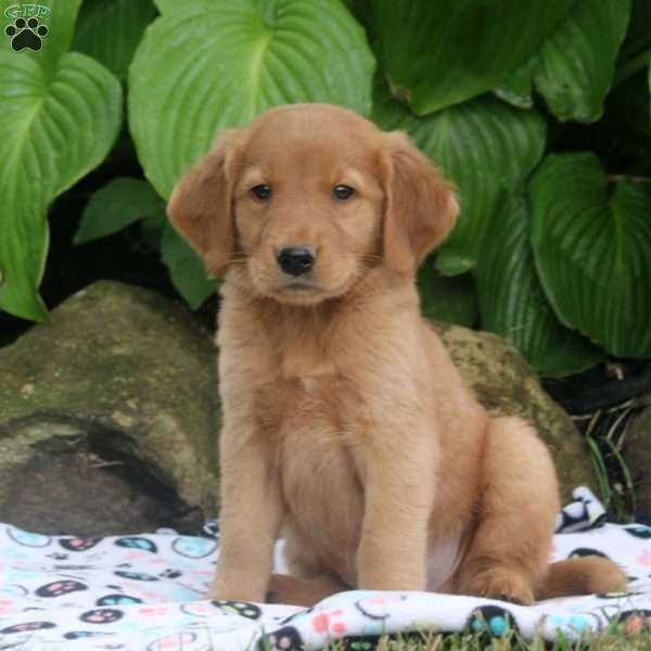 Mark, Golden Retriever Puppy