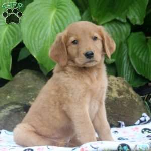 Mark, Golden Retriever Puppy