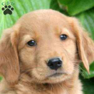 Mark, Golden Retriever Puppy