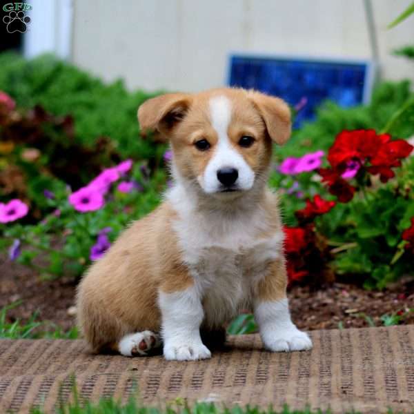 Marlee, Pembroke Welsh Corgi Puppy
