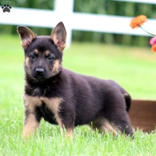 Marlee, German Shepherd Puppy