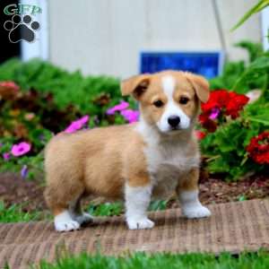 Marlee, Pembroke Welsh Corgi Puppy