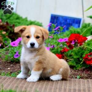 Marlee, Pembroke Welsh Corgi Puppy