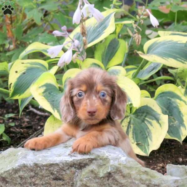 Marley-Mini, Dachshund Puppy