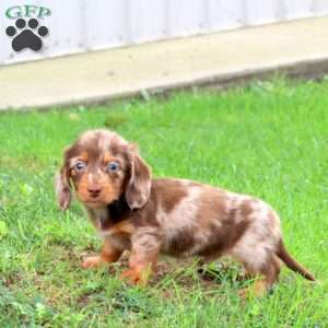 Marley-Mini, Dachshund Puppy