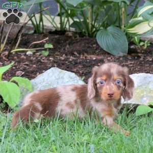 Marley-Mini, Dachshund Puppy