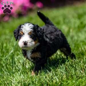 Marley, Mini Bernedoodle Puppy