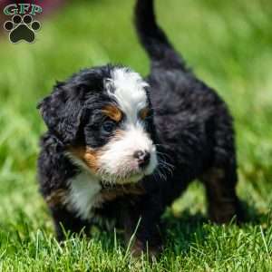 Marley, Mini Bernedoodle Puppy