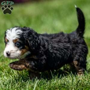 Marley, Mini Bernedoodle Puppy