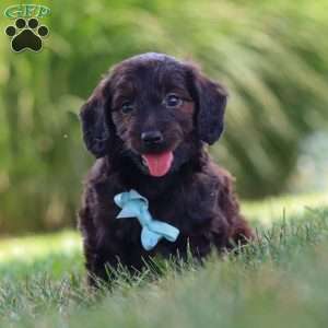 Marochino, Dachshund Mix Puppy