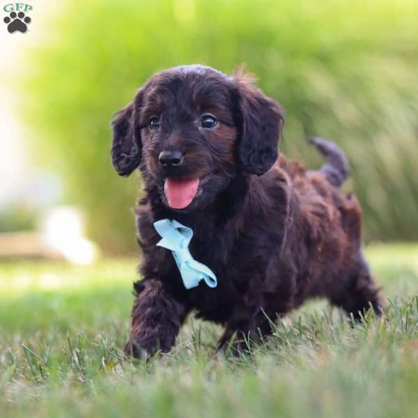 Marochino, Dachshund Mix Puppy