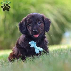 Marochino, Dachshund Mix Puppy