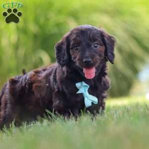 Marochino, Dachshund Mix Puppy
