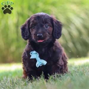 Marochino, Dachshund Mix Puppy
