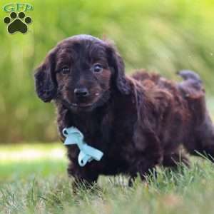 Marochino, Dachshund Mix Puppy