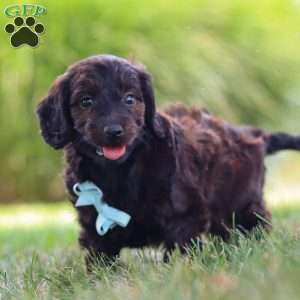 Marochino, Dachshund Mix Puppy