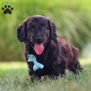 Marochino, Dachshund Mix Puppy