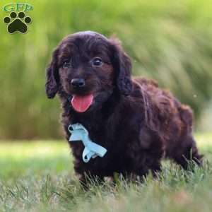 Marochino, Dachshund Mix Puppy