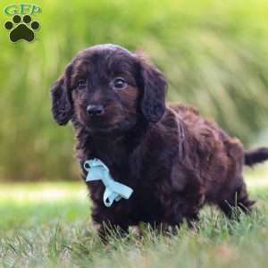 Marochino, Dachshund Mix Puppy