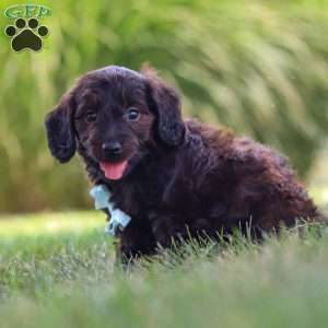 Marochino, Dachshund Mix Puppy