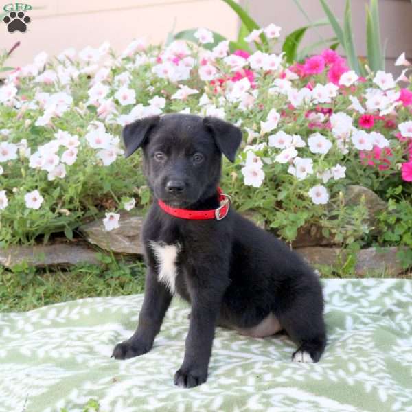 Mars, Labrador Mix Puppy