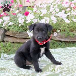 Mars, Labrador Mix Puppy