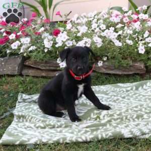 Mars, Labrador Mix Puppy