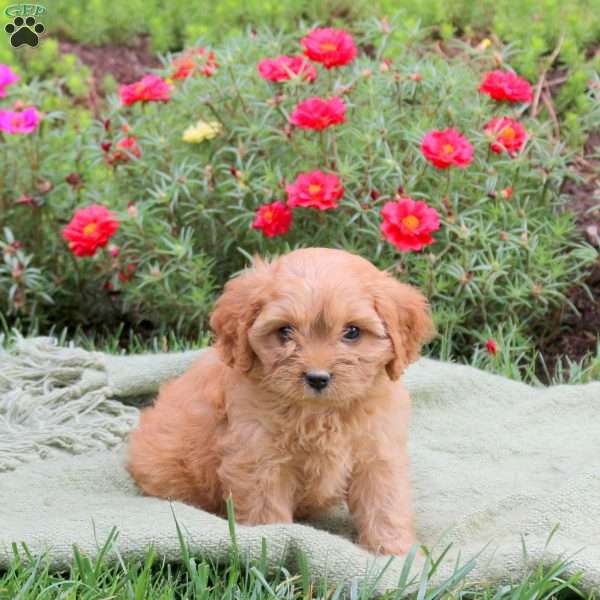 Marshall, Cavapoo Puppy