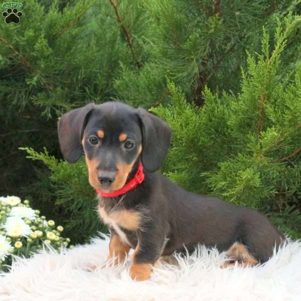 Marshall, Dachshund Mix Puppy