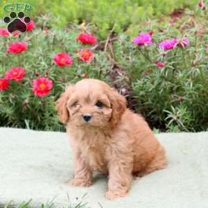 Marshall, Cavapoo Puppy