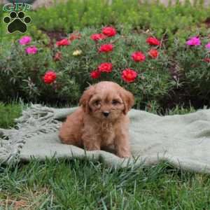 Marshall, Cavapoo Puppy