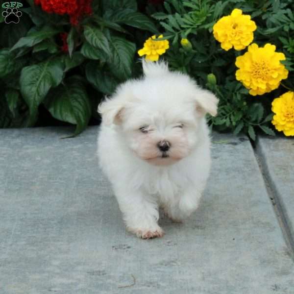 Marty, Maltese Puppy