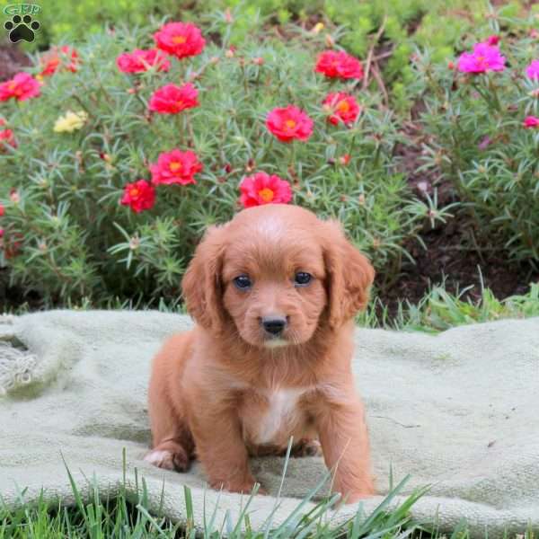 Marty, Cavapoo Puppy
