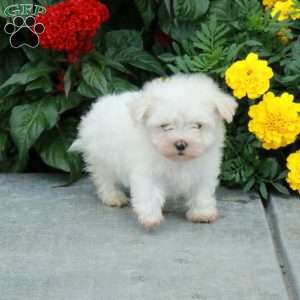 Marty, Maltese Puppy