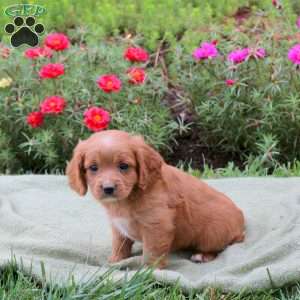 Marty, Cavapoo Puppy