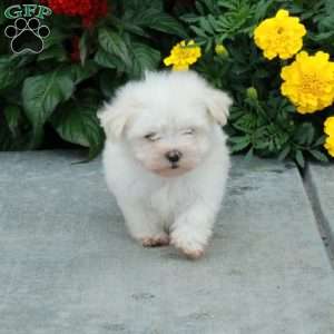 Marty, Maltese Puppy