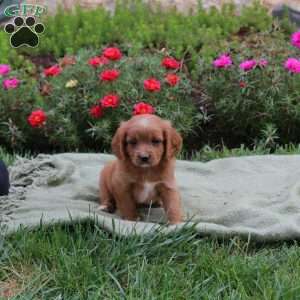 Marty, Cavapoo Puppy