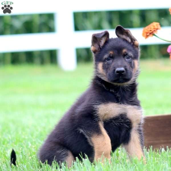 Marvel, German Shepherd Puppy