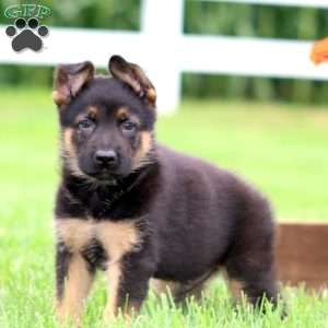 Marvel, German Shepherd Puppy