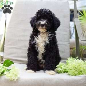 Marvin, Bernedoodle Puppy