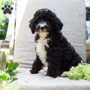 Marvin, Bernedoodle Puppy