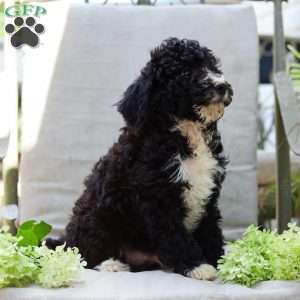 Marvin, Bernedoodle Puppy