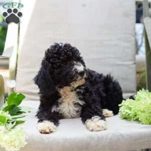Marvin, Bernedoodle Puppy