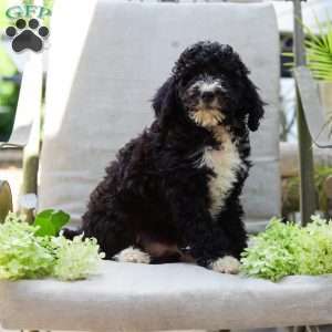 Marvin, Bernedoodle Puppy