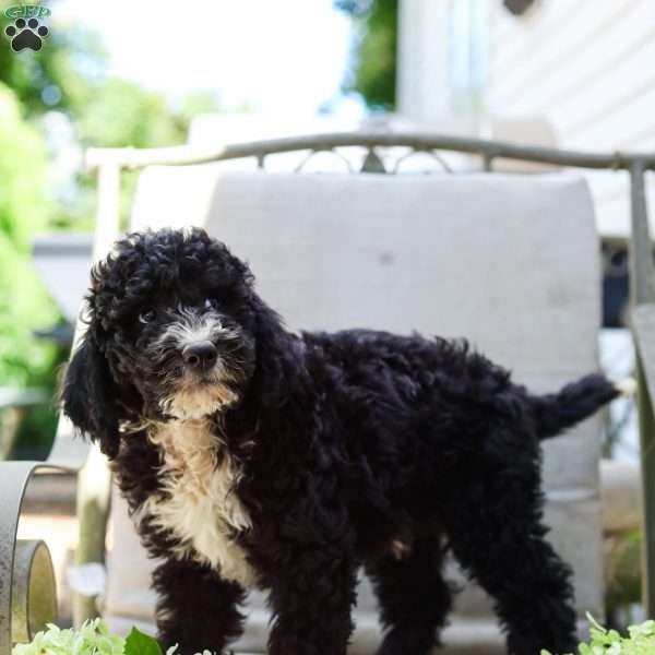 Marvin, Bernedoodle Puppy