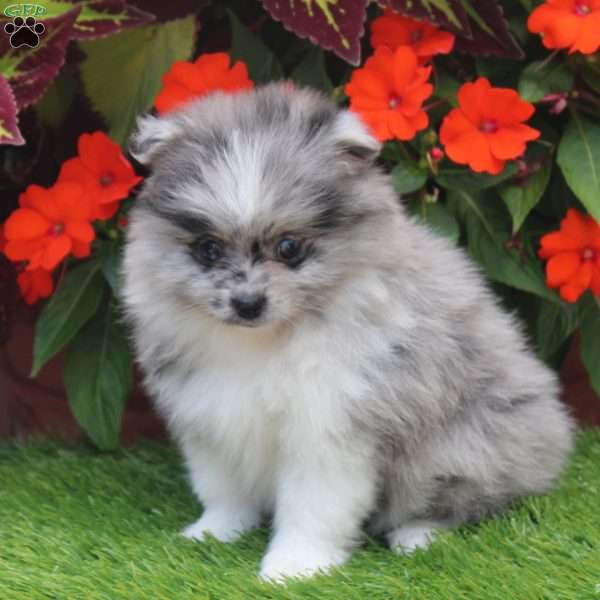 MaryJane, Pomeranian Puppy