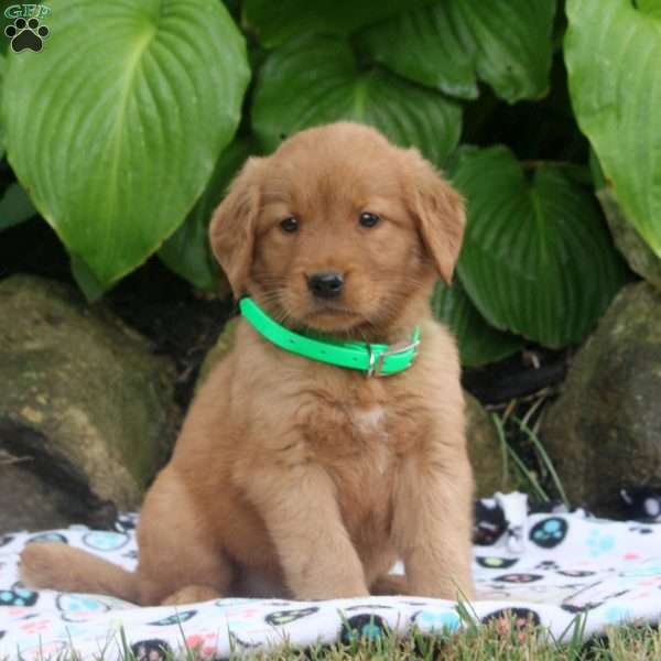 Mason, Golden Retriever Puppy
