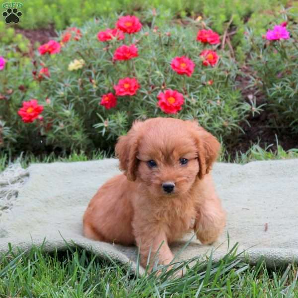 Mason, Cavapoo Puppy