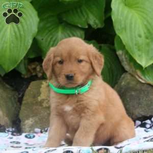 Mason, Golden Retriever Puppy